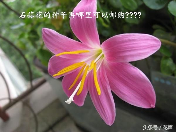 石蒜花的种子再哪里可以邮购????