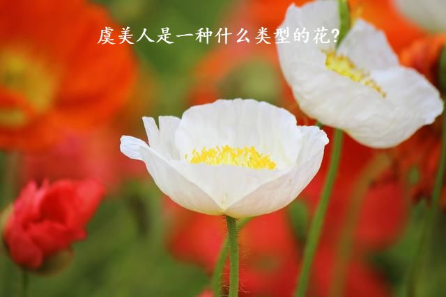 虞美人是一种什么类型的花?