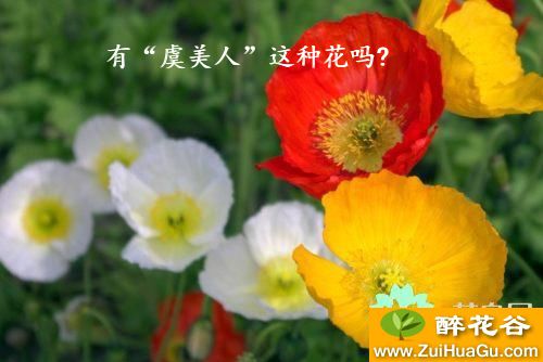 有“虞美人”这种花吗?