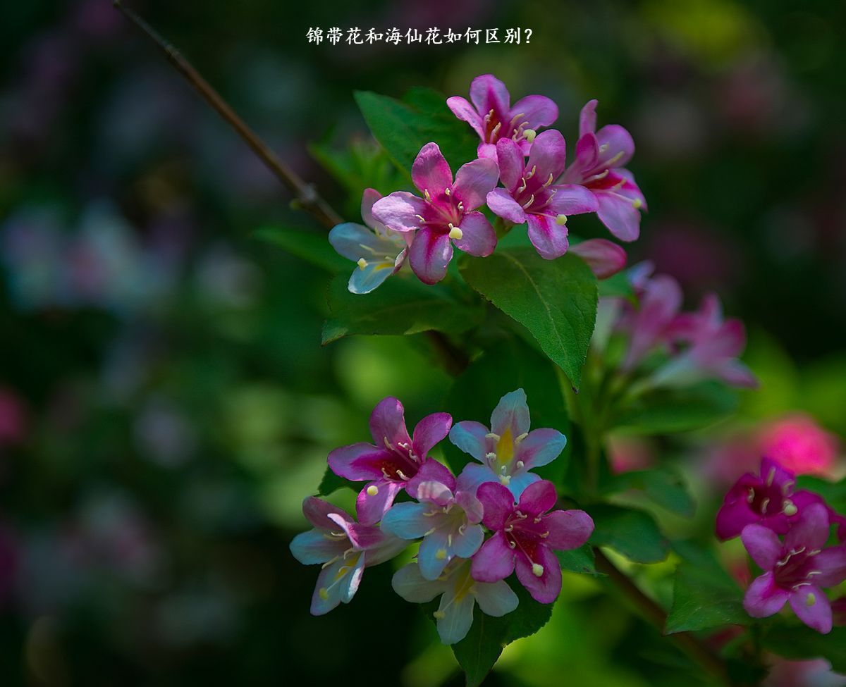 锦带花和海仙花如何区别？