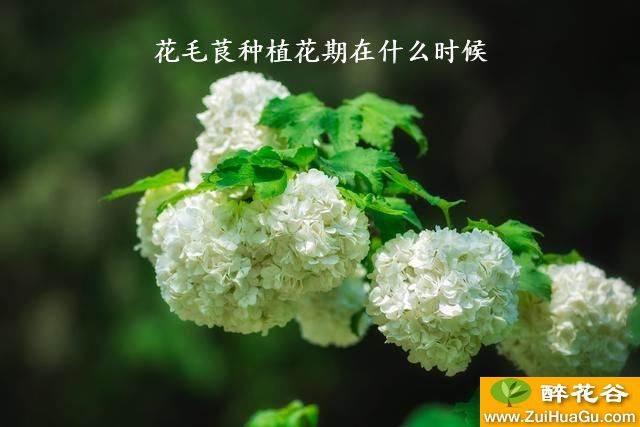 花毛茛种植花期在什么时候