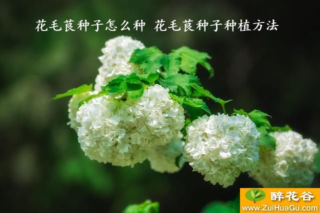 花毛茛种子怎么种 花毛茛种子种植方法