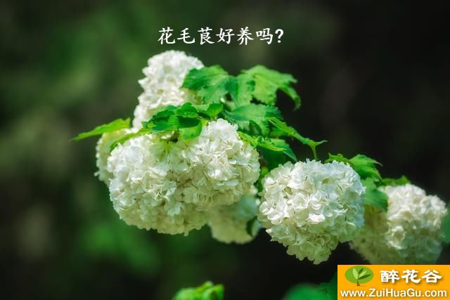 花毛茛好养吗?