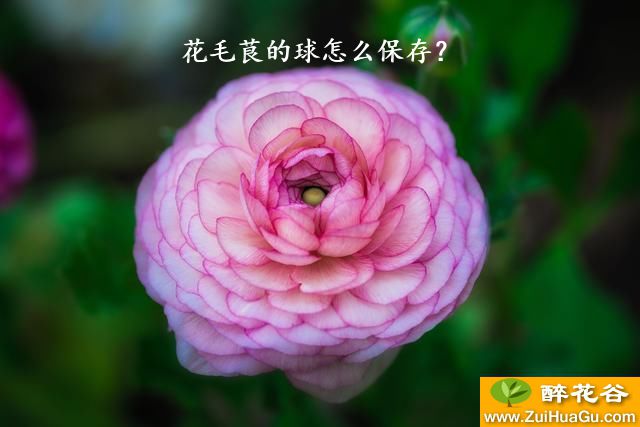 花毛茛的球怎么保存？