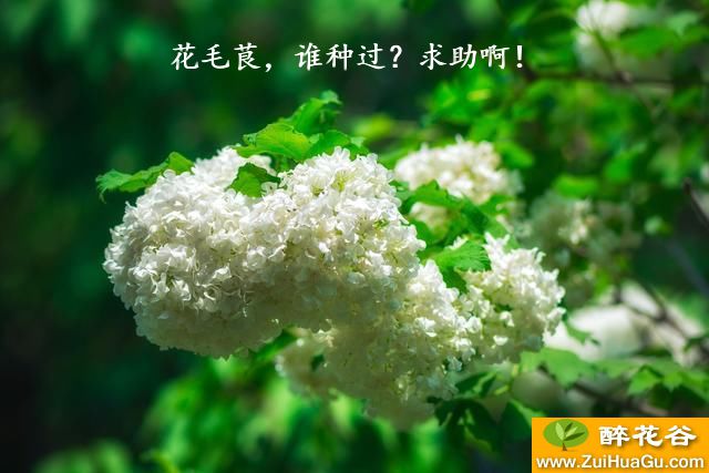 花毛茛，谁种过？求助啊！