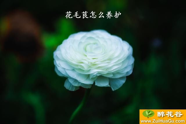 花毛茛怎么养护