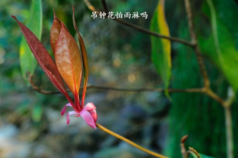 吊钟花怕雨淋吗