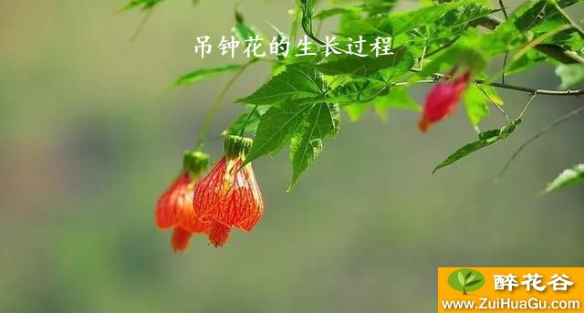 吊钟花的生长过程