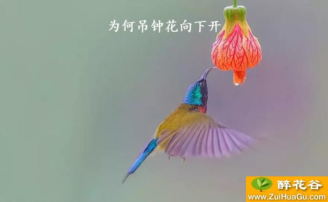 为何吊钟花向下开