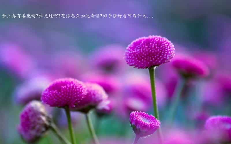 世上真有姜花吗?谁见过啊?花语怎么如此奇怪?似乎很好看可为什么...