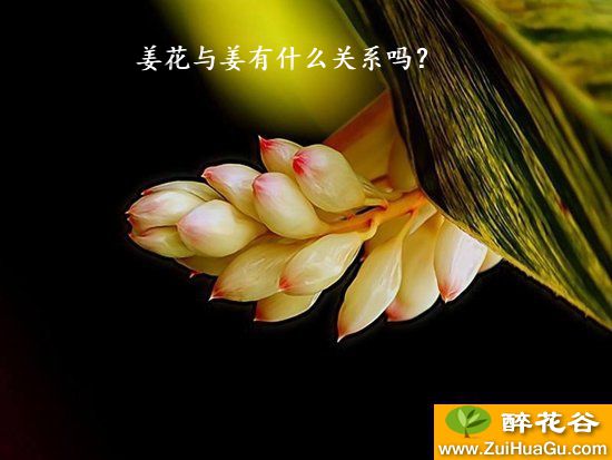 姜花与姜有什么关系吗？