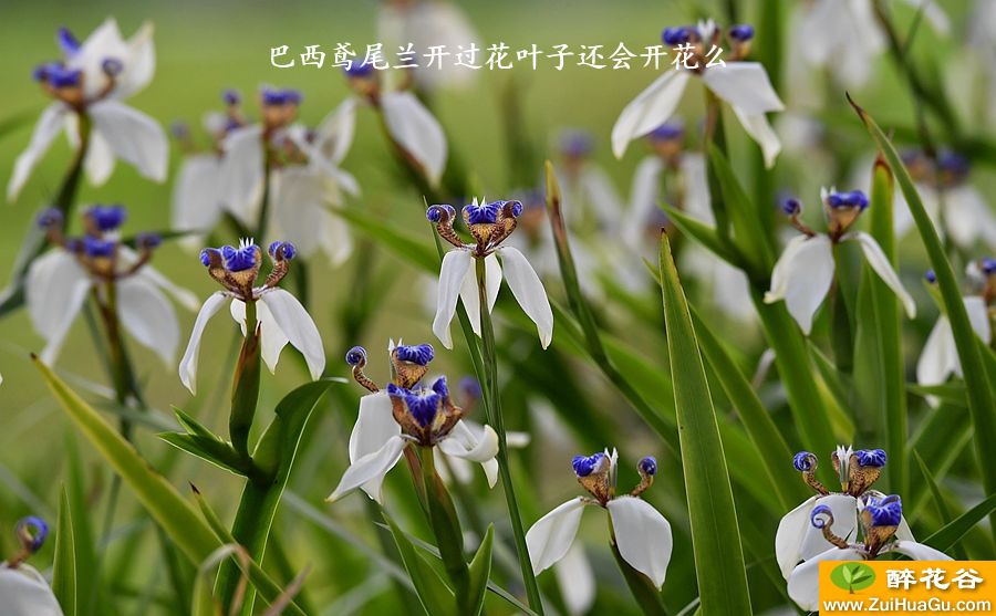 巴西鸢尾兰开过花叶子还会开花么