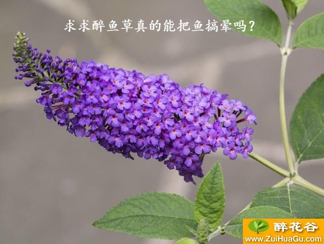 求求醉鱼草真的能把鱼搞晕吗？