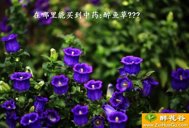 在哪里能买到中药:醉鱼草???