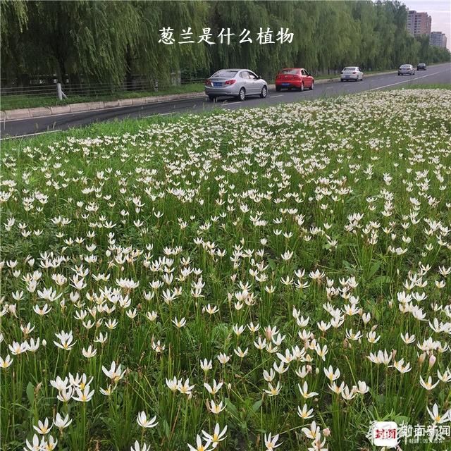 葱兰是什么植物