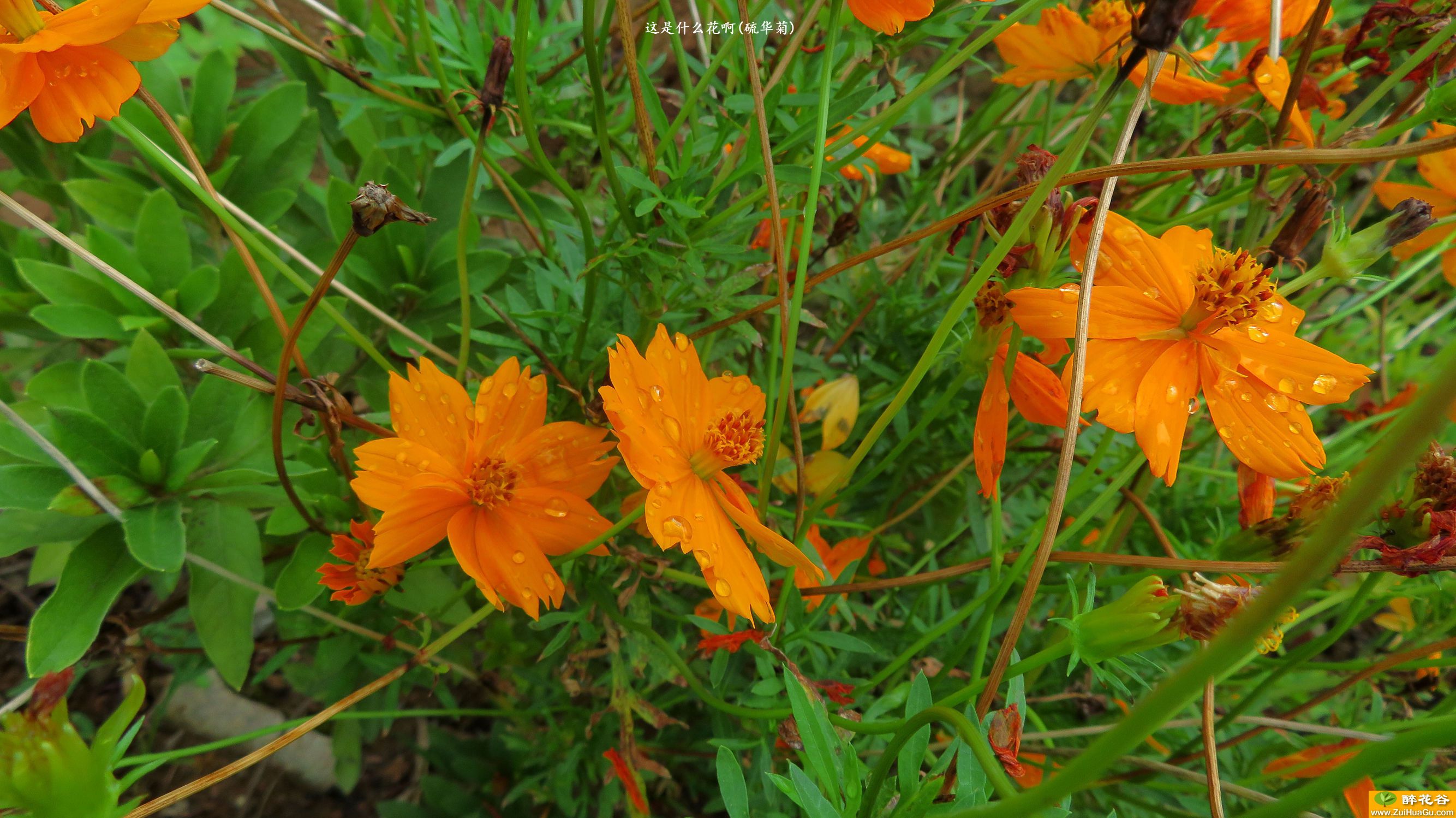 这是什么花啊(硫华菊)