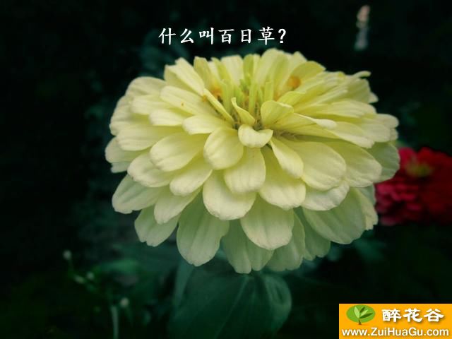 什么叫百日草？