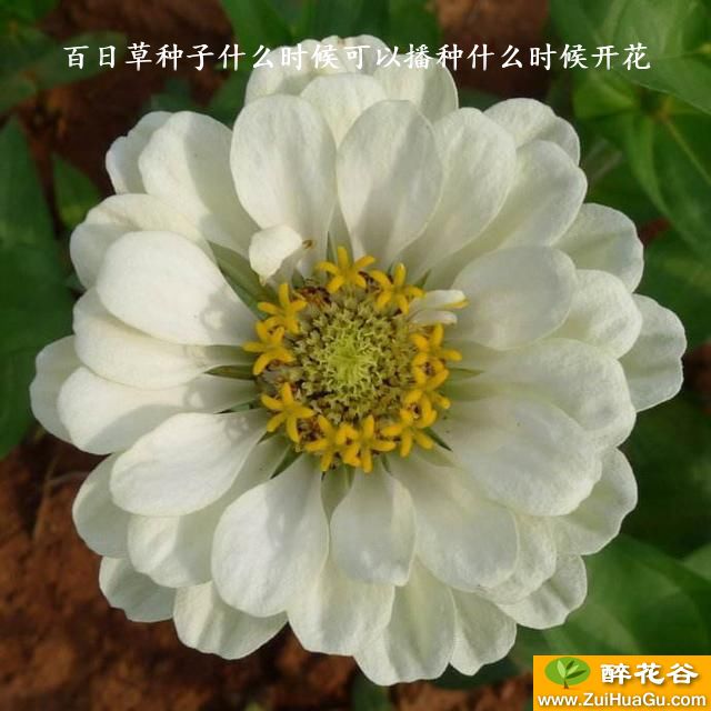 百日草种子什么时候可以播种什么时候开花