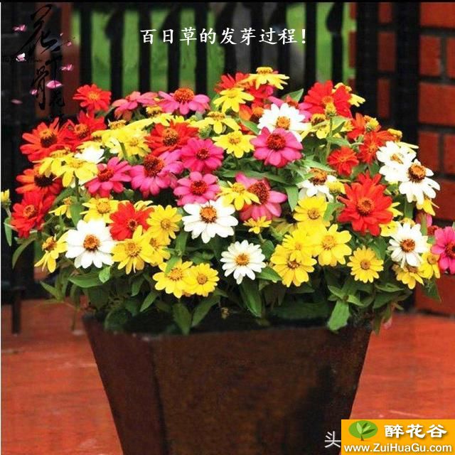 百日草的发芽过程!