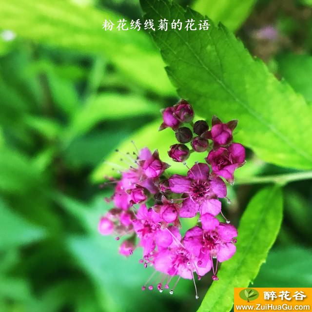 粉花绣线菊的花语