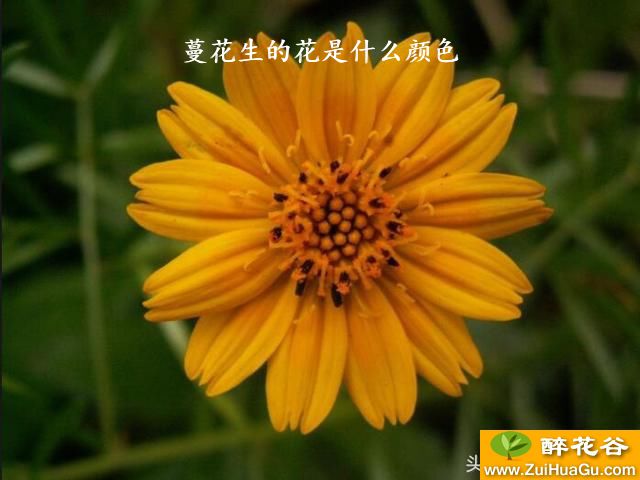 蔓花生的花是什么颜色