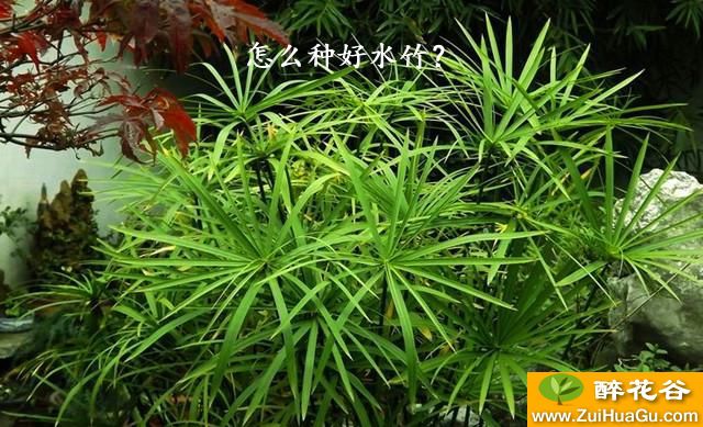 怎么种好水竹?