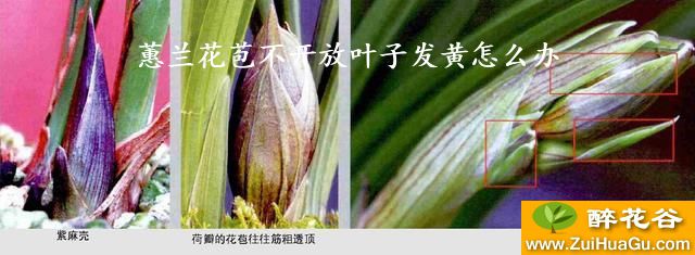 蕙兰花苞不开放叶子发黄怎么办