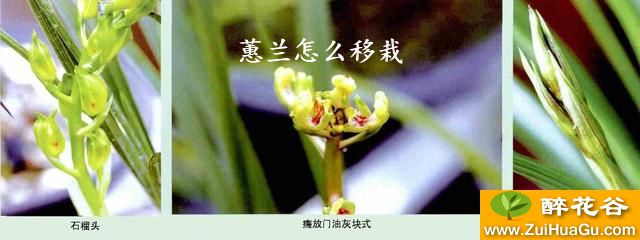 蕙兰怎么移栽