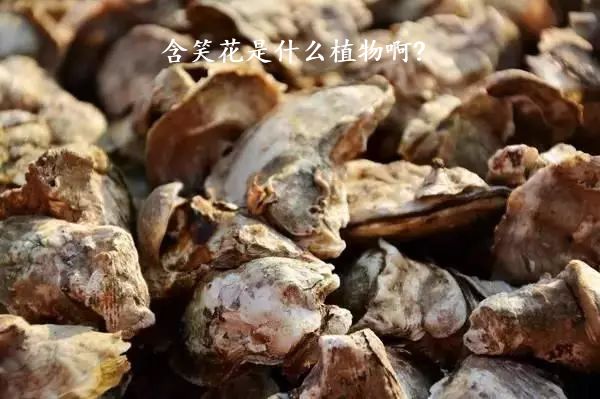 含笑花是什么植物啊?