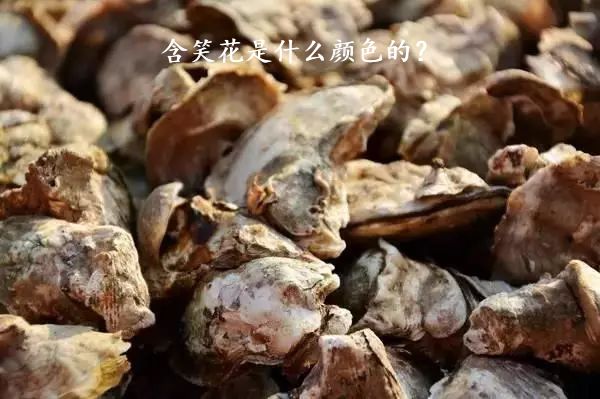 含笑花是什么颜色的？