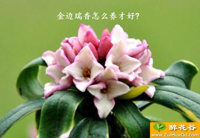 金边瑞香怎么养才好?