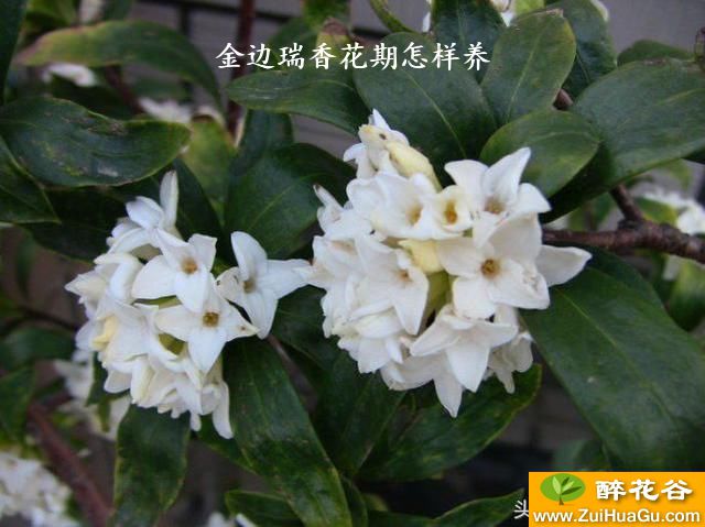 金边瑞香花期怎样养