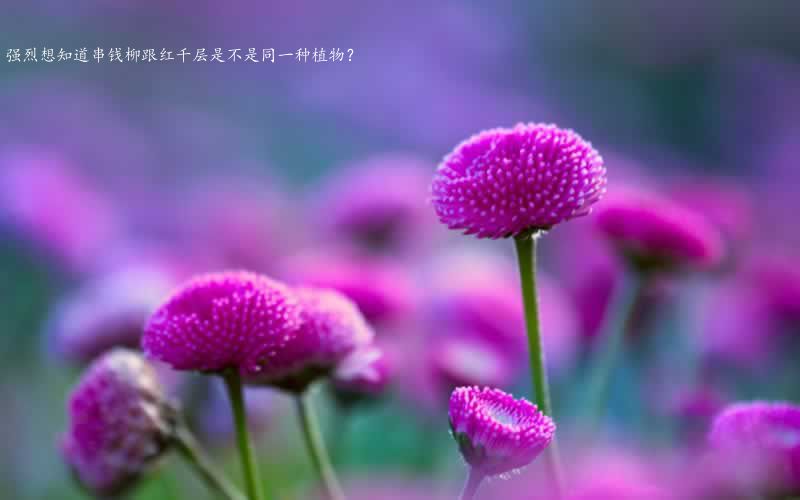 强烈想知道串钱柳跟红千层是不是同一种植物?