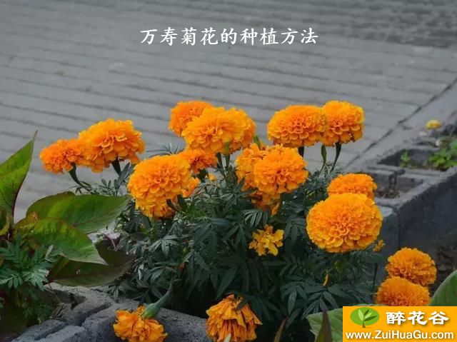 万寿菊花的种植方法