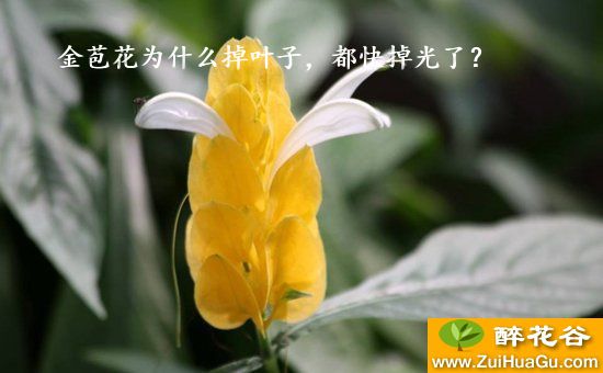 金苞花为什么掉叶子，都快掉光了？