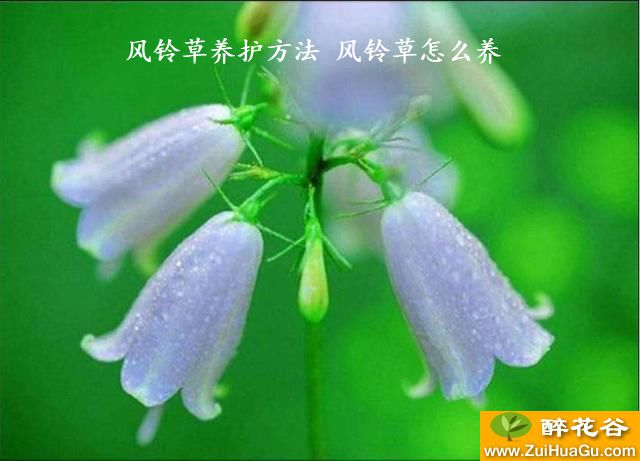 风铃草养护方法 风铃草怎么养