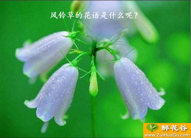 风铃草的花语是什么呢？