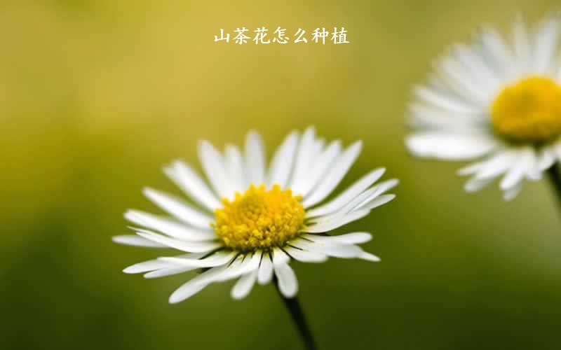 山茶花怎么种植