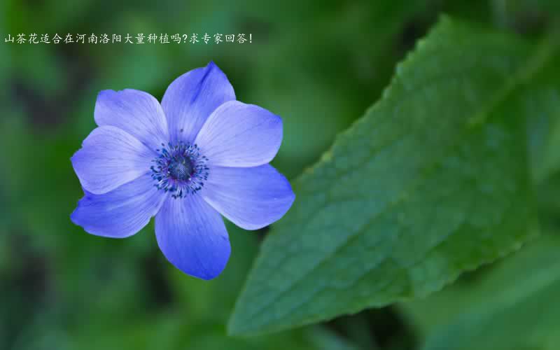 山茶花适合在河南洛阳大量种植吗?求专家回答!