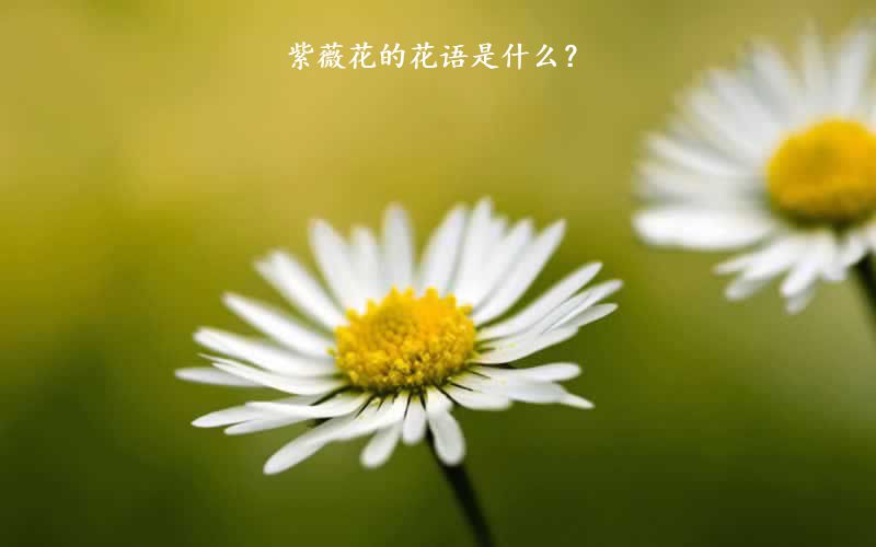 紫薇花的花语是什么？