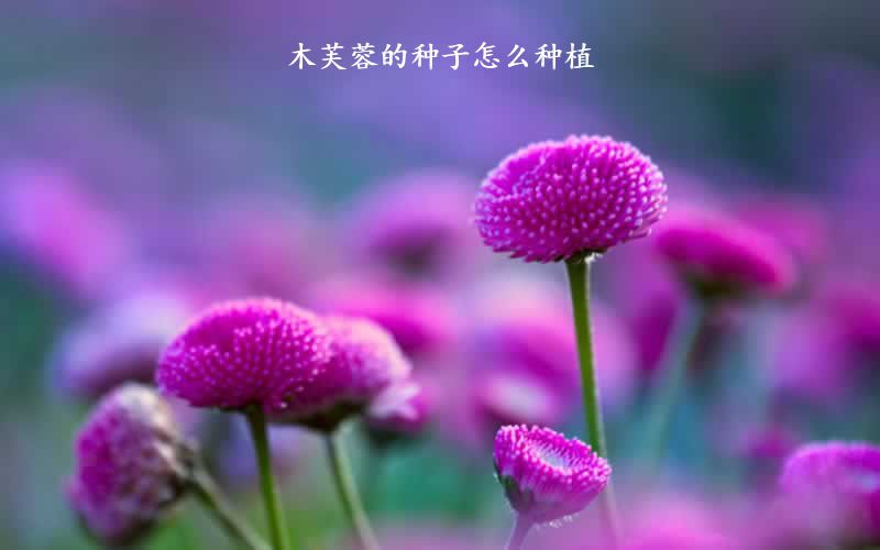 木芙蓉的种子怎么种植