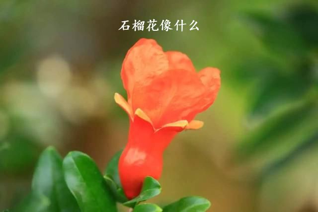 石榴花像什么