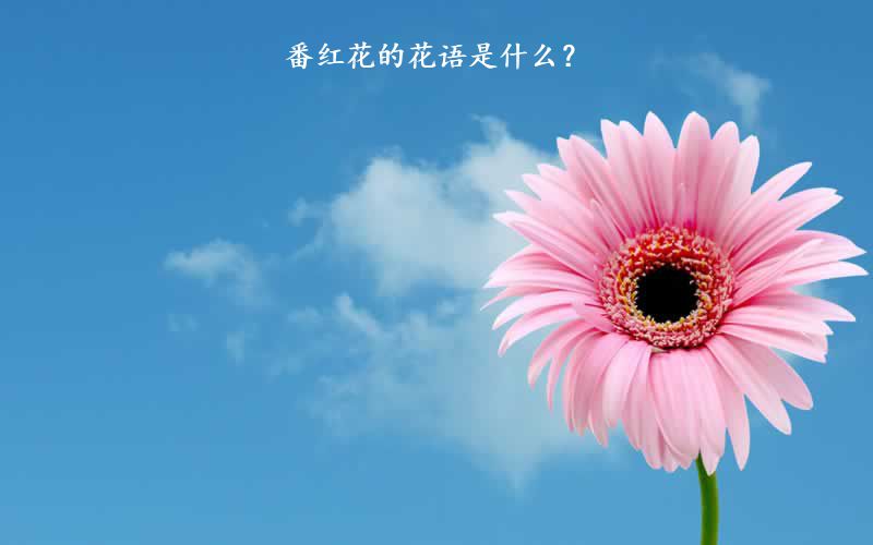 番红花的花语是什么？