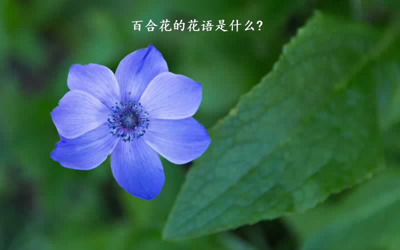 百合花的花语是什么?