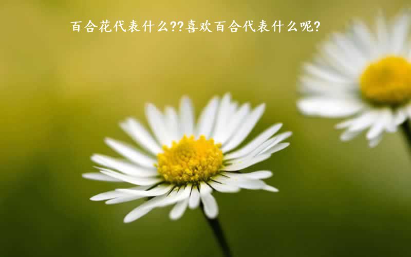 百合花代表什么??喜欢百合代表什么呢?