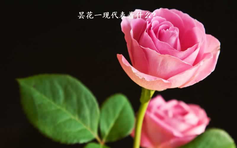 昙花一现代表着什么?