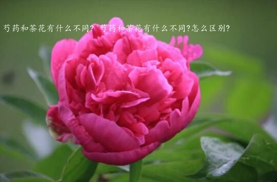 芍药和茶花有什么不同? 芍药和茶花有什么不同?怎么区别?