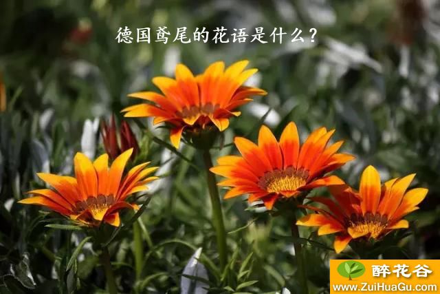 德国鸢尾的花语是什么？