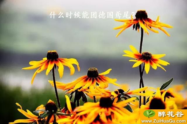 什么时候能团德国鸢尾？