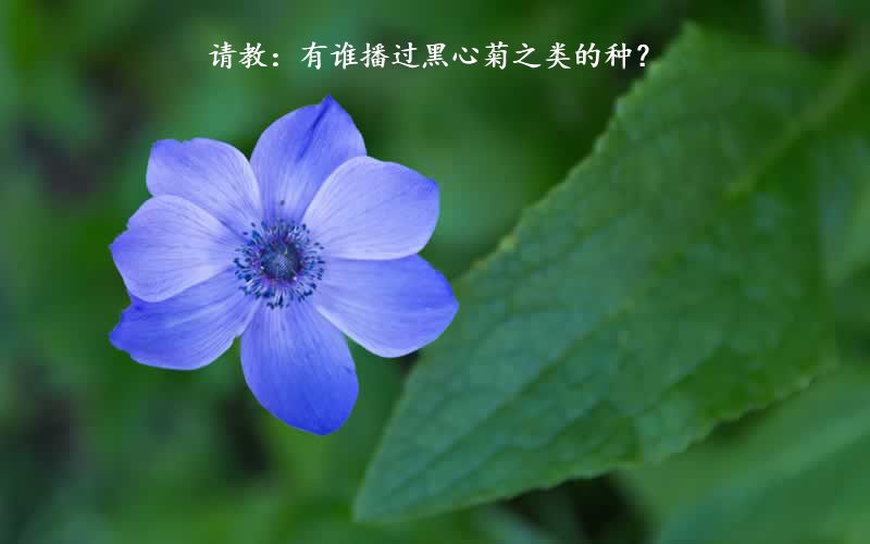 请教:有谁播过黑心菊之类的种?